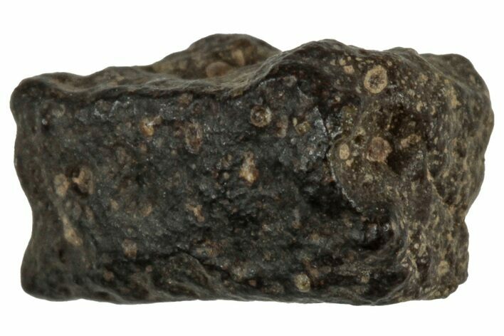 Abadla CM Chondrite Meteorite ( g) - Algeria #313080